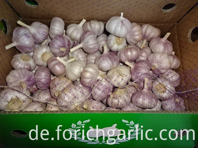 Regular White Garlic Price